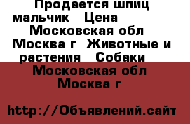 Продается шпиц мальчик › Цена ­ 15 000 - Московская обл., Москва г. Животные и растения » Собаки   . Московская обл.,Москва г.